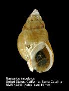 Nassarius insculptus
